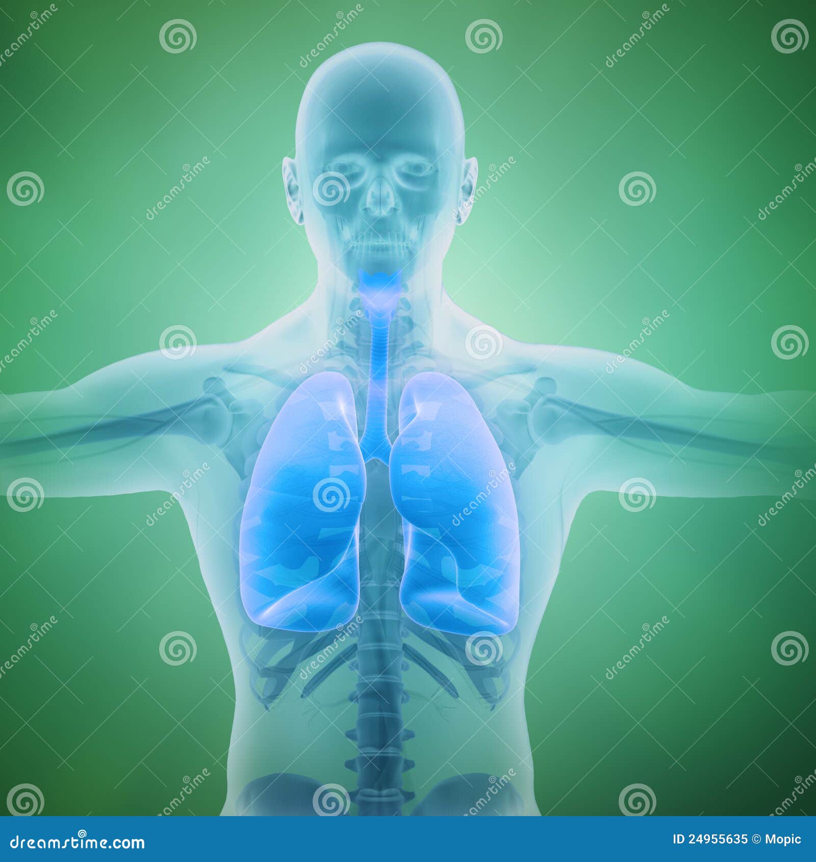 respiratory system scientific