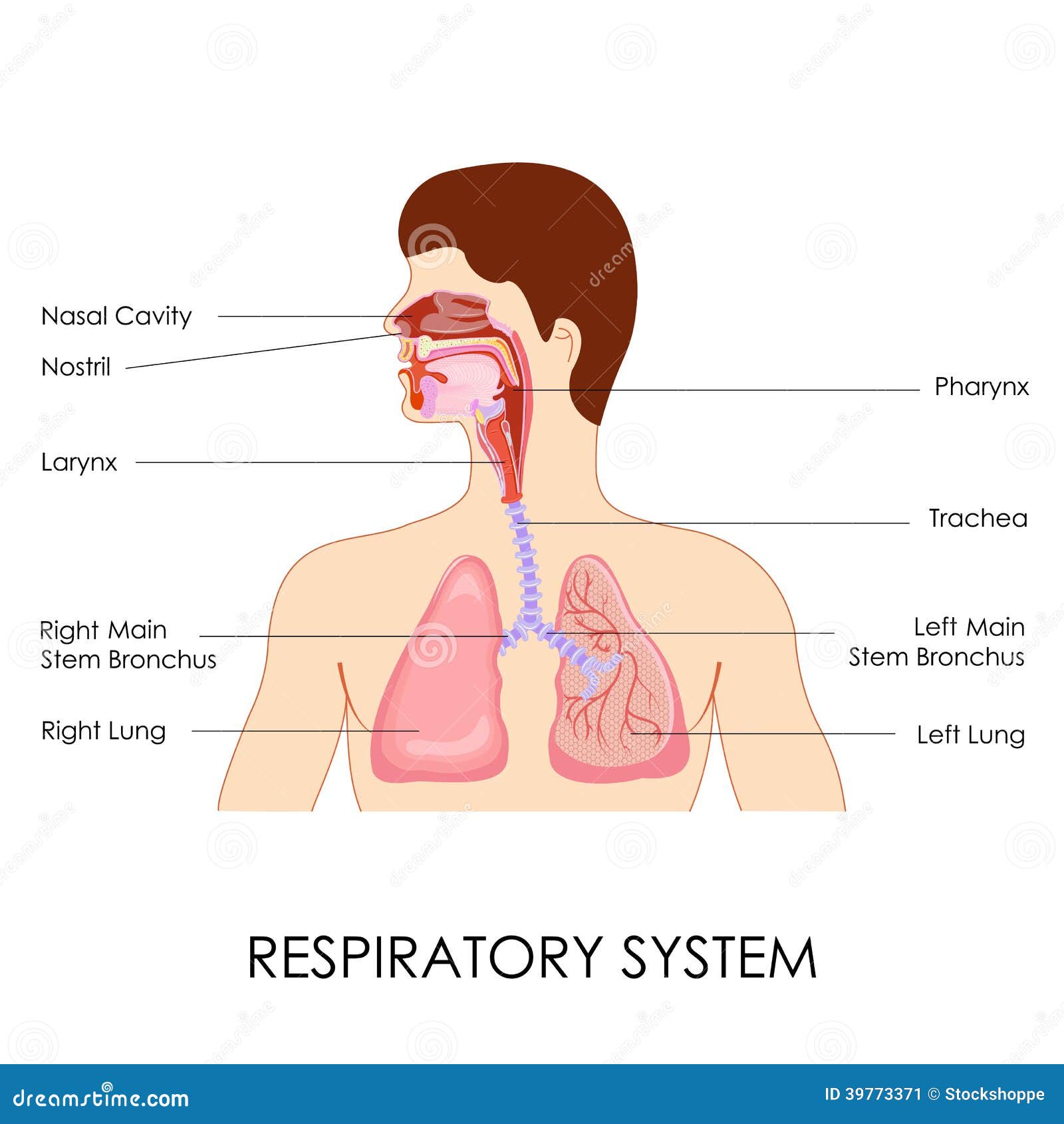 respiratory system