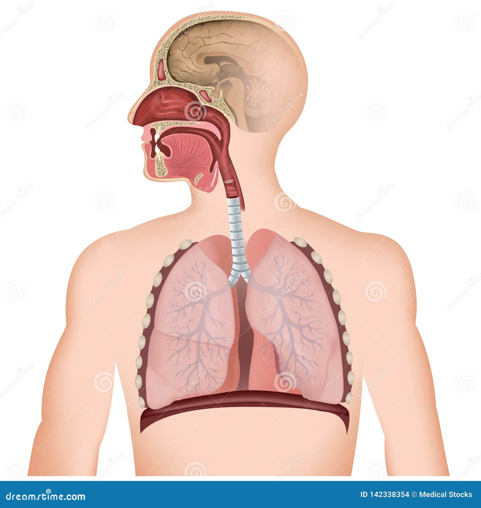 the respiratory tract medical   on white background