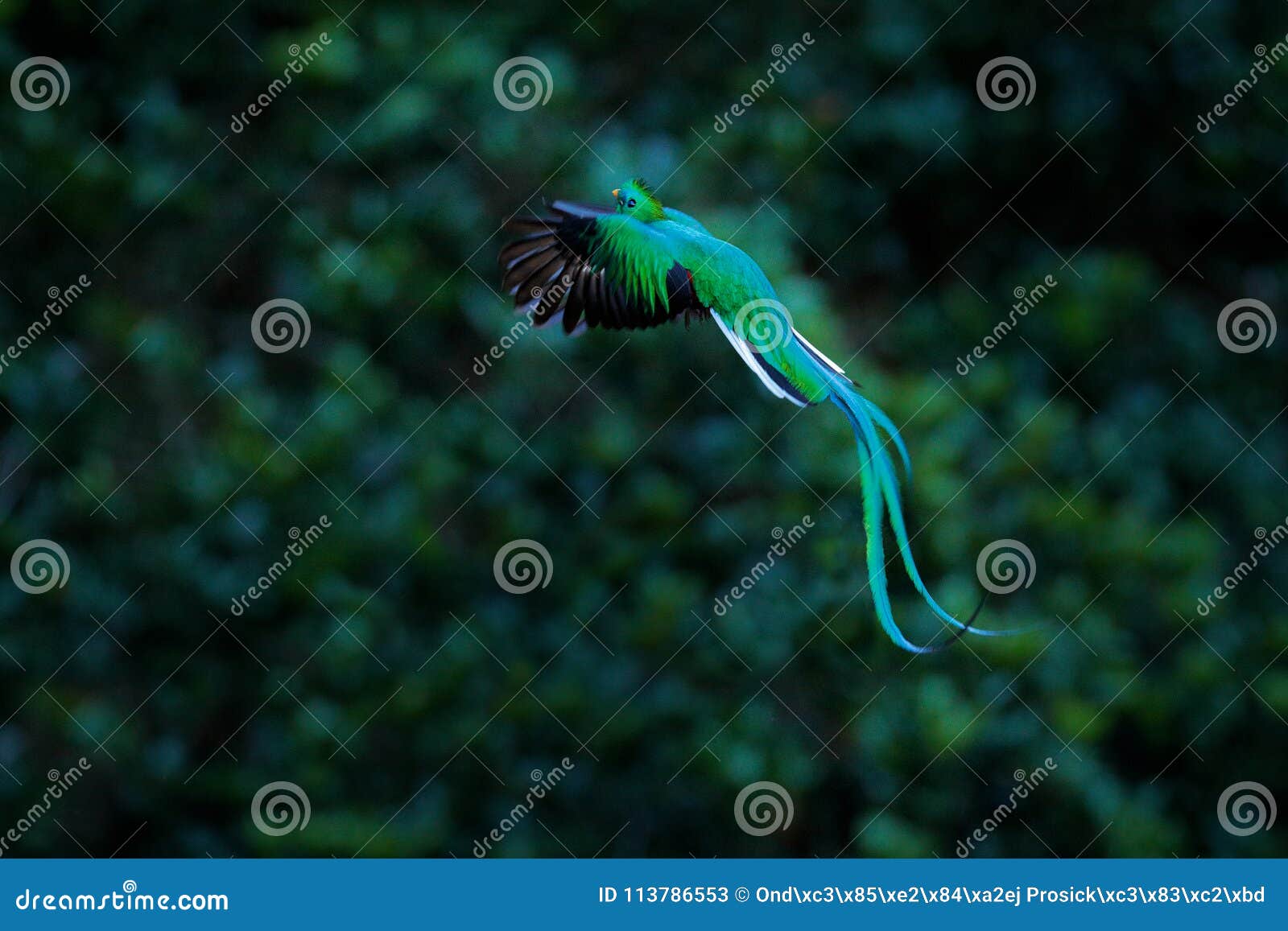 resplendent quetzal flying , pharomachrus mocinno, savegre in costa rica, with green forest background. magnificent sacred green a