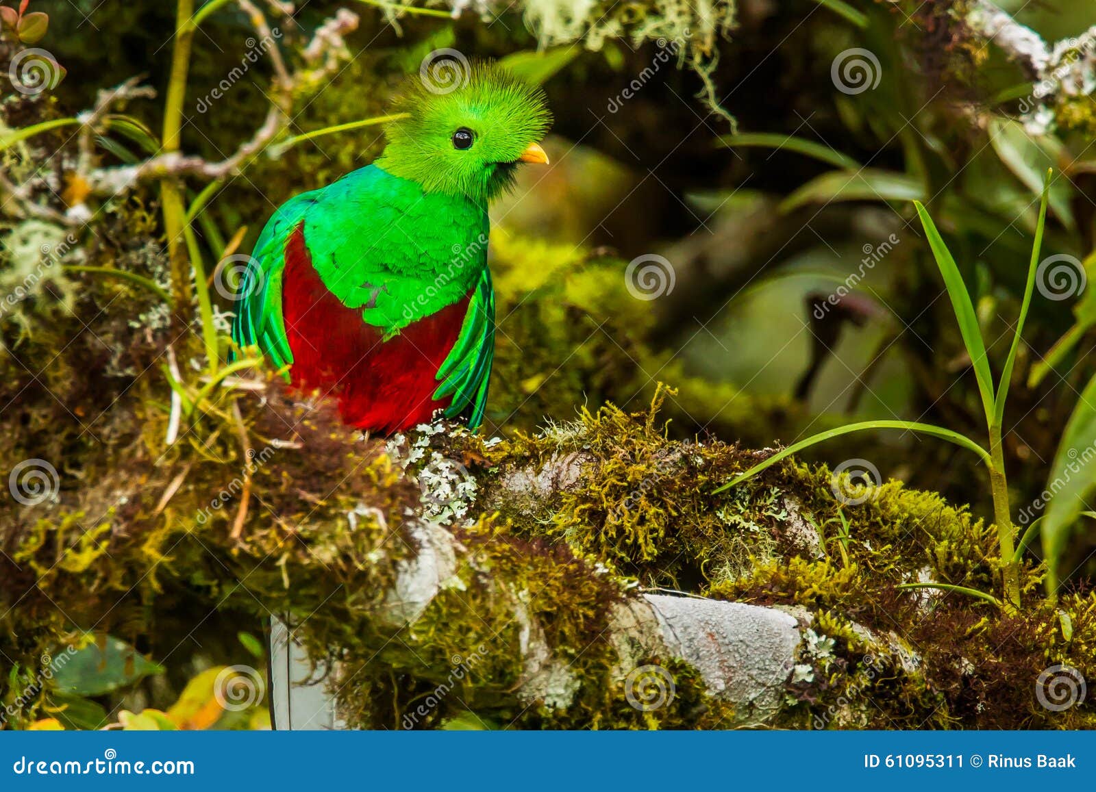 Resplendent Quetzal stock image. Image of perching, resplendent 61095311
