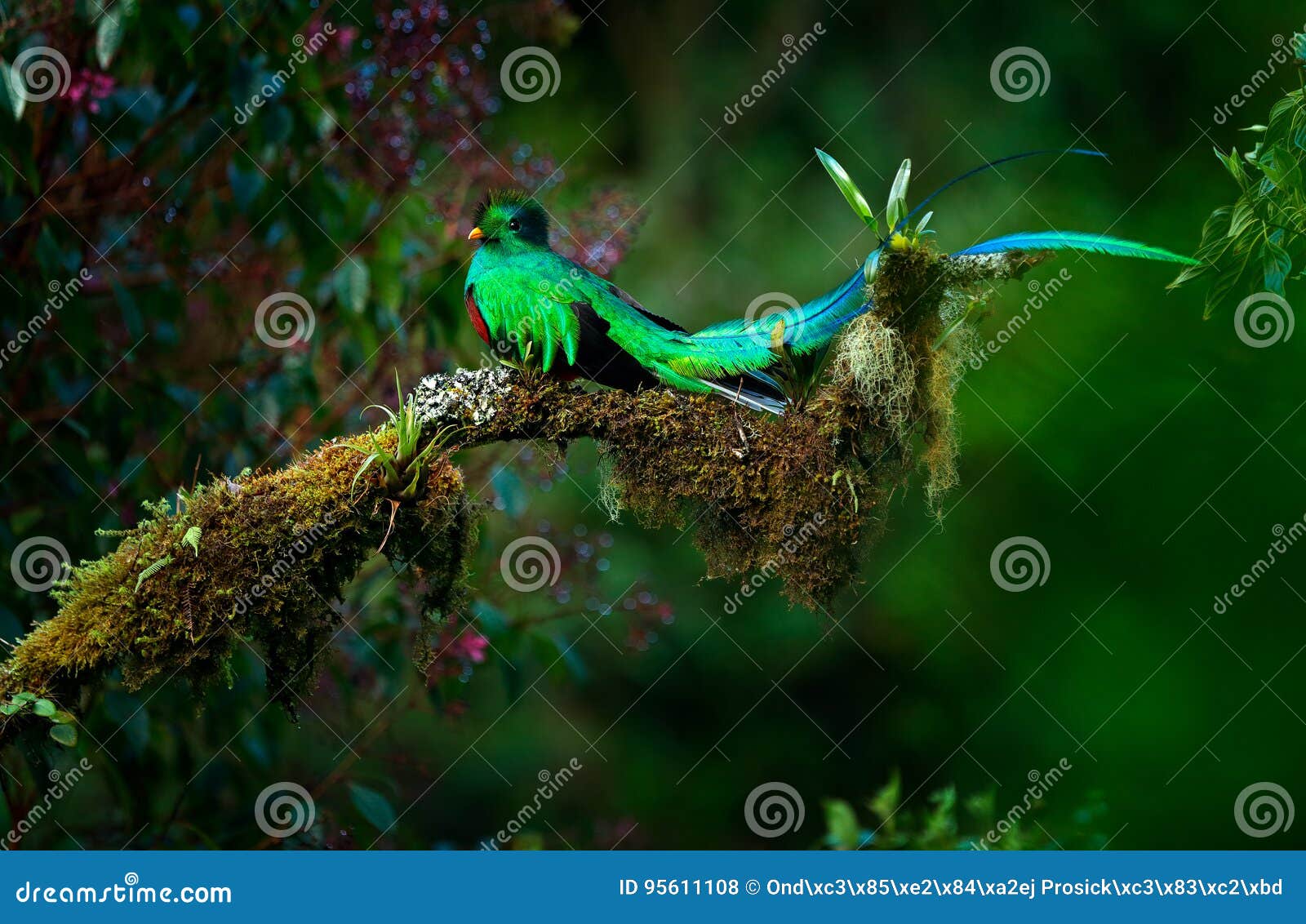 resplendent quetzal, pharomachrus mocinno, magnificent sacred green bird from savegre in panama. rare magic animal in mountain tro