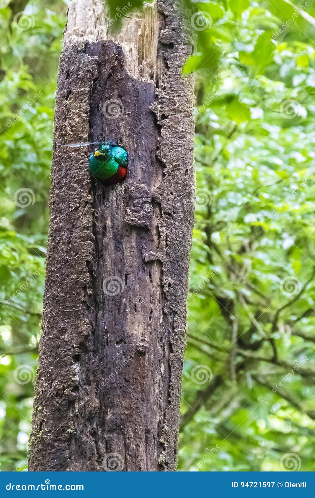 resplendent quetzal - pharomachrus mocinno