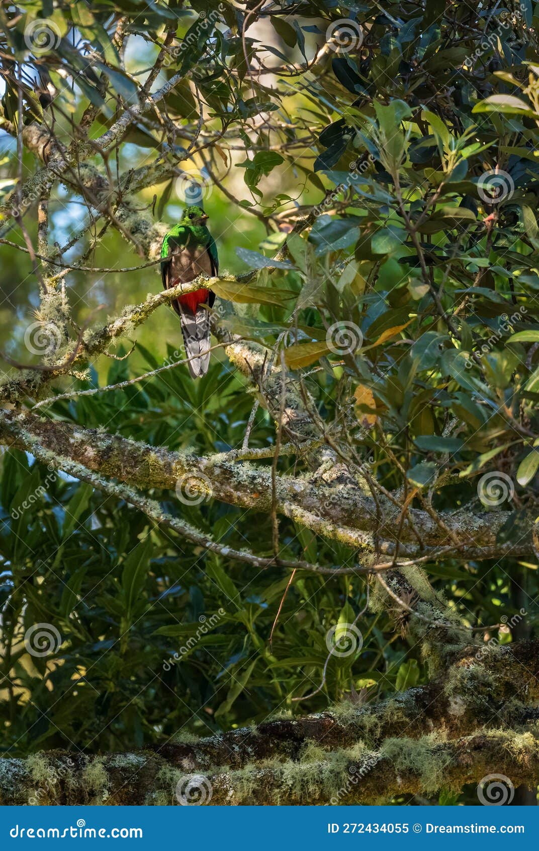 resplendent quetzal - pharomachrus mocinno