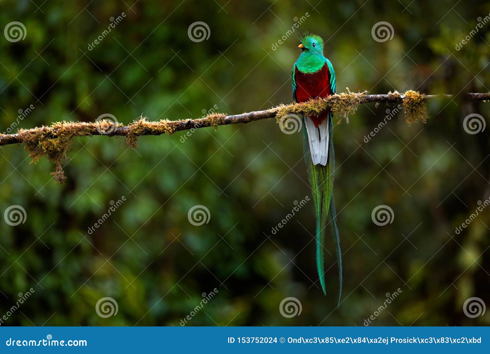 resplendent quetzal, pharomachrus mocinno, from savegre in costa rica with blurred green forest in background. magnificent sacred