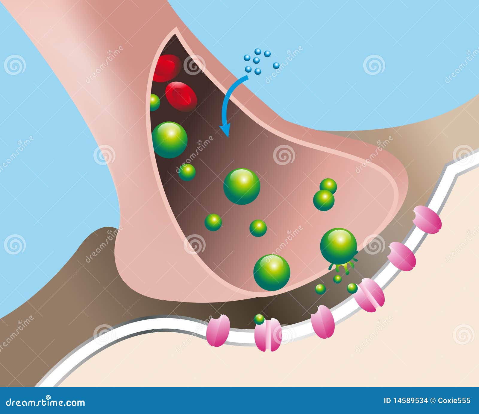 response to a nerve impulse