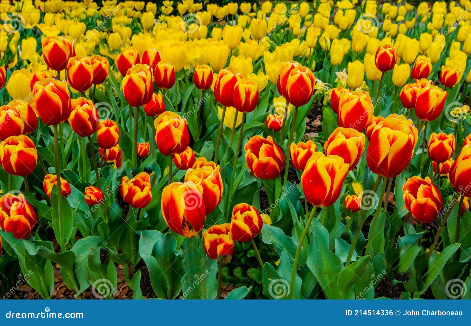 Ressorts Les Plus Belles Tulipes En Pleine Floraison. Photo stock - Image  du élément, fleurs: 214514336