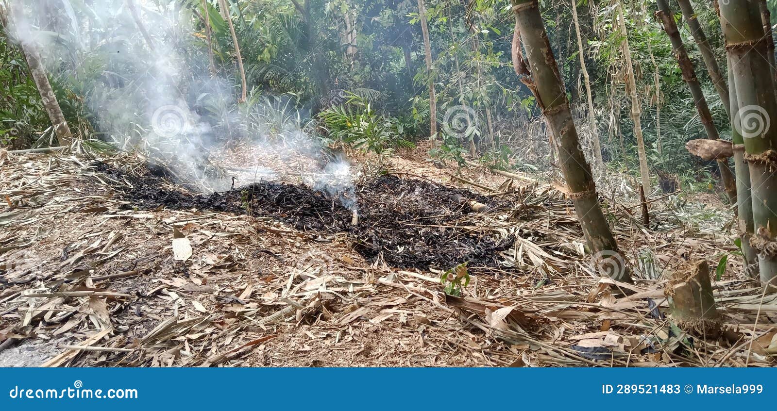 The Rest of the Burning Leaves in the Bamboo Forest for Compost Stock