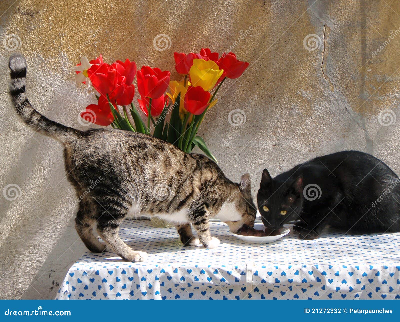 Restaurant for cats stock photo. Image of orange, white 21272332