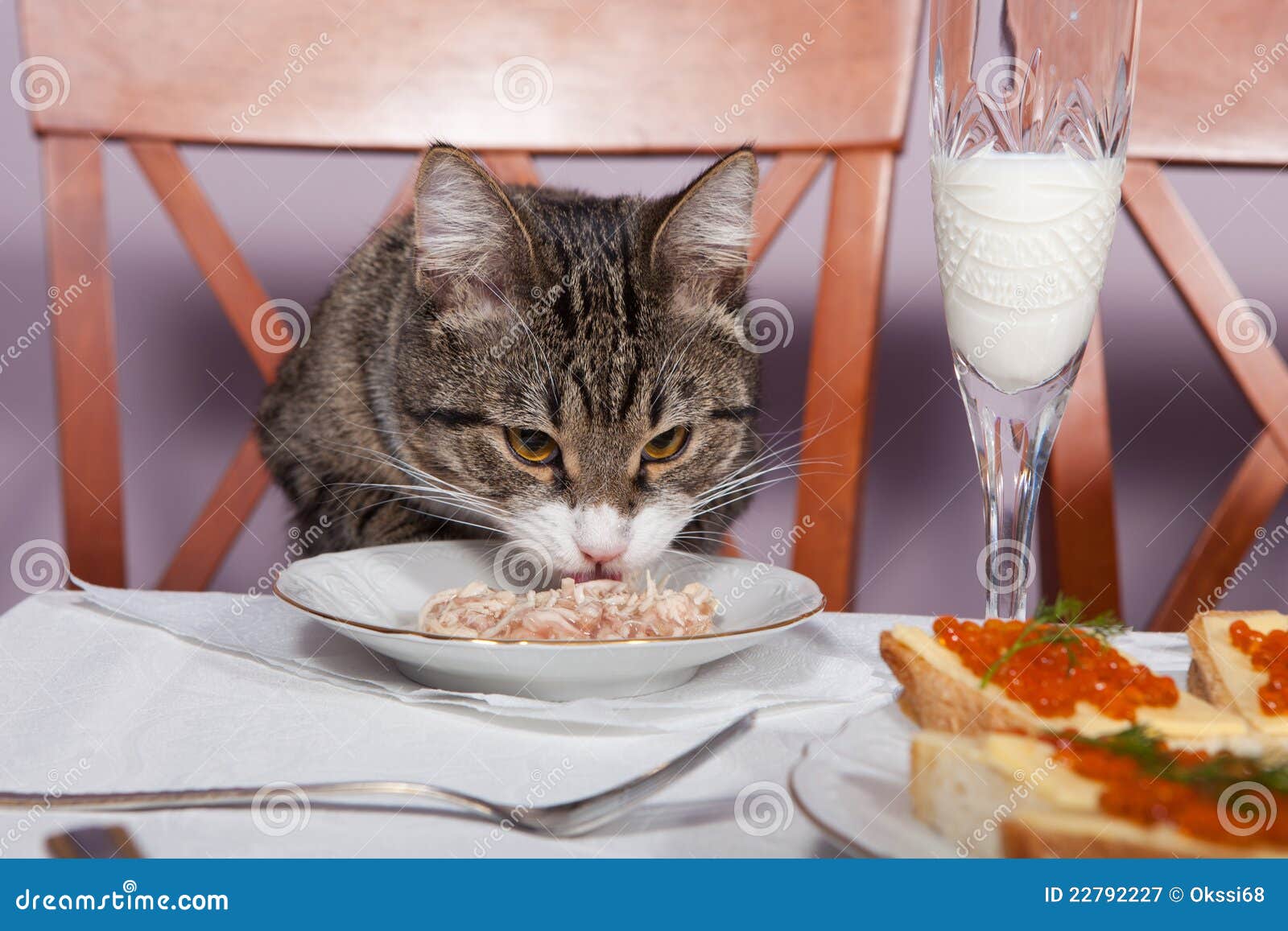 Restaurant pour le chat image stock. Image du triste 22792227