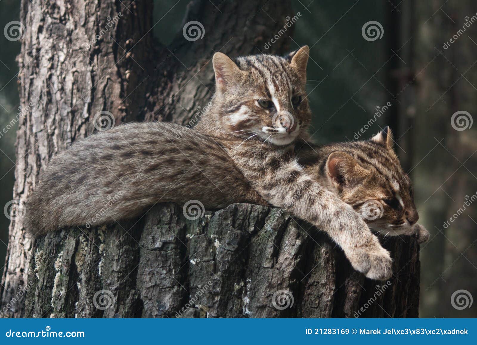 resting amur leopard cats
