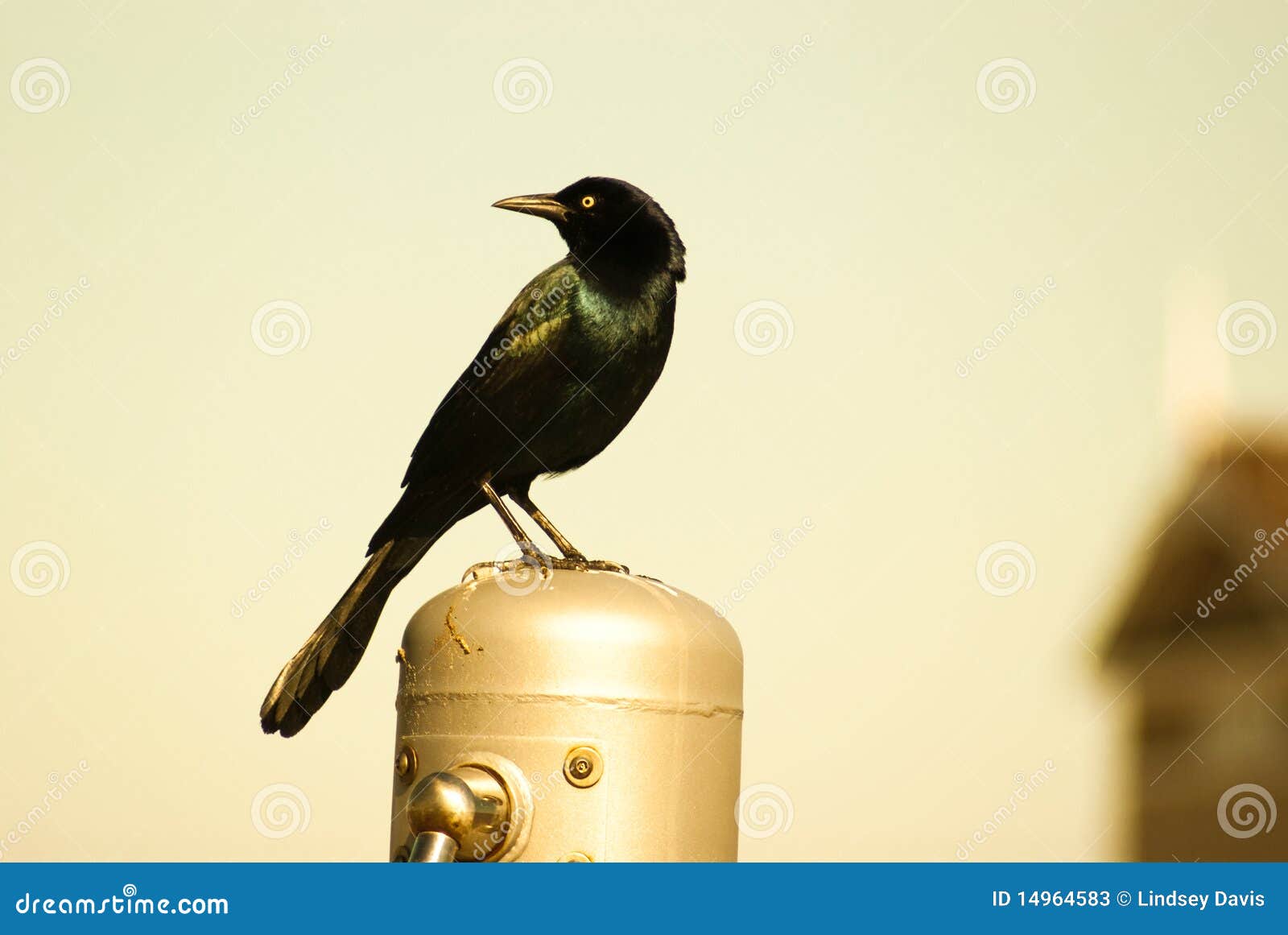 Resting Bird stock image. Image of bird, muted, colors 14964583