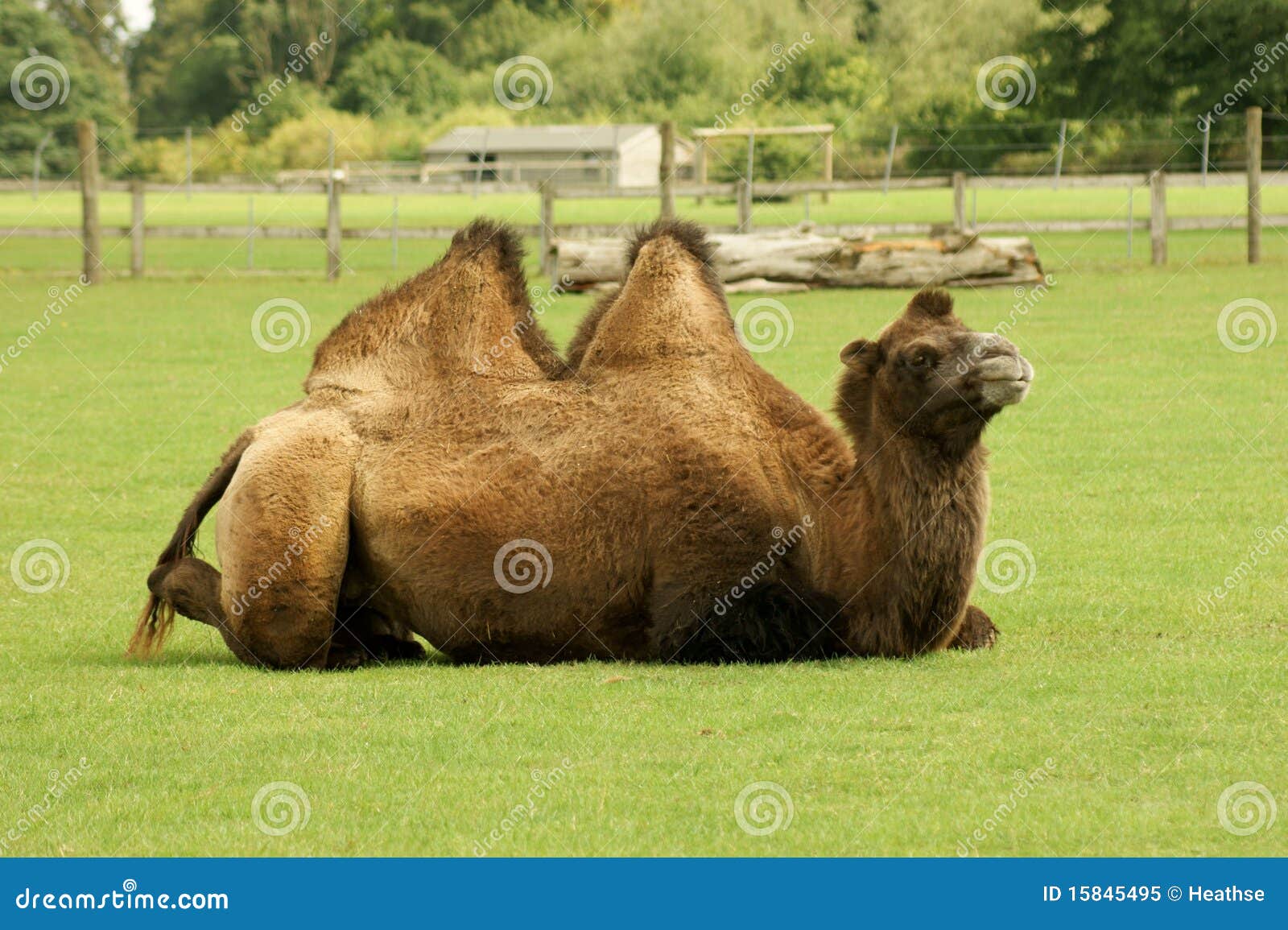 Resting camel stock image. Image of wild, humps, smug - 15845495
