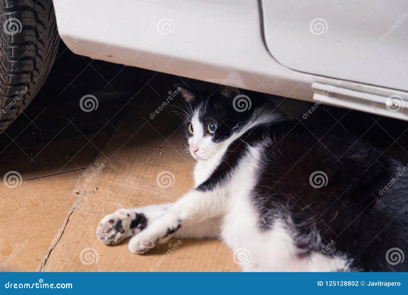 resting cat, lying on cardboards behind a car, surprised.
