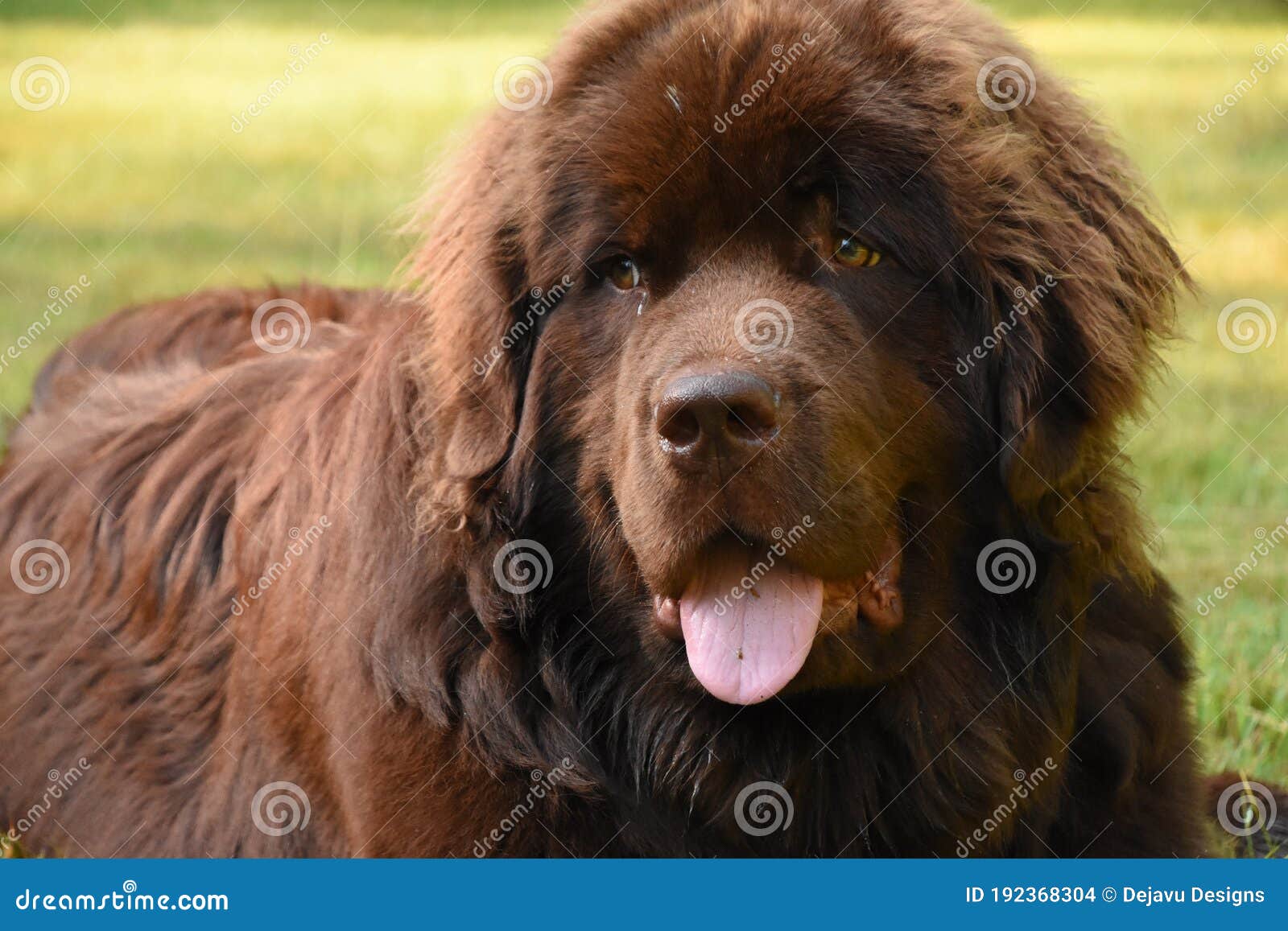 Resting Chocolate Brown Newfoundland Dog Resting in Grass Stock Photo