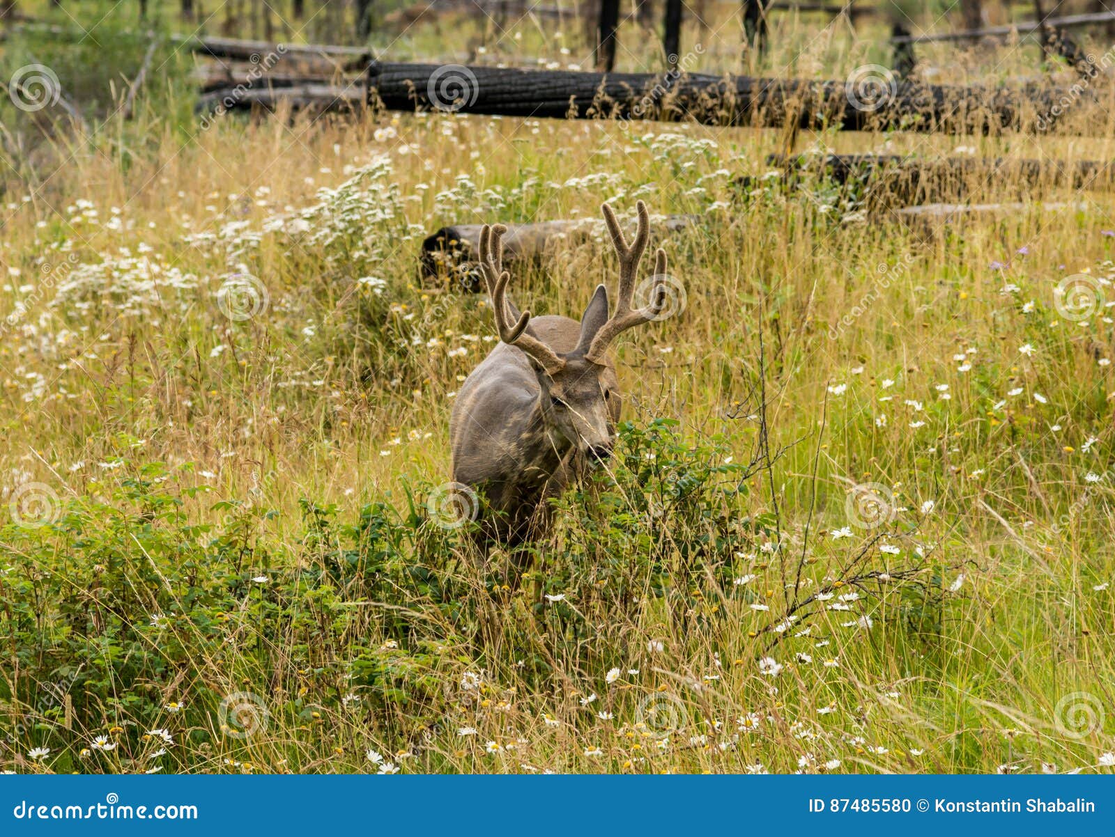 Resting Deer. Deer Eat a Grass Stock Photo Image of buck, call 87485580