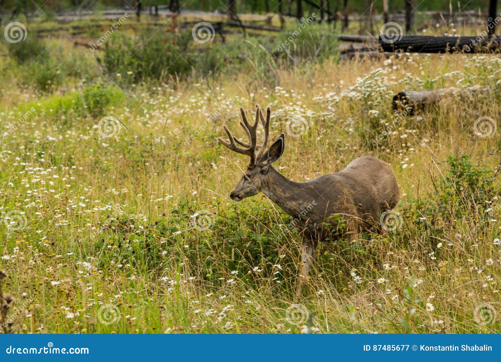 Resting Deer. Deer Eat a Grass Stock Image Image of horns, mammal