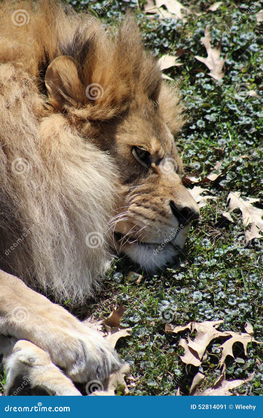 Resting lion stock image. Image of view, male, rests - 52814091