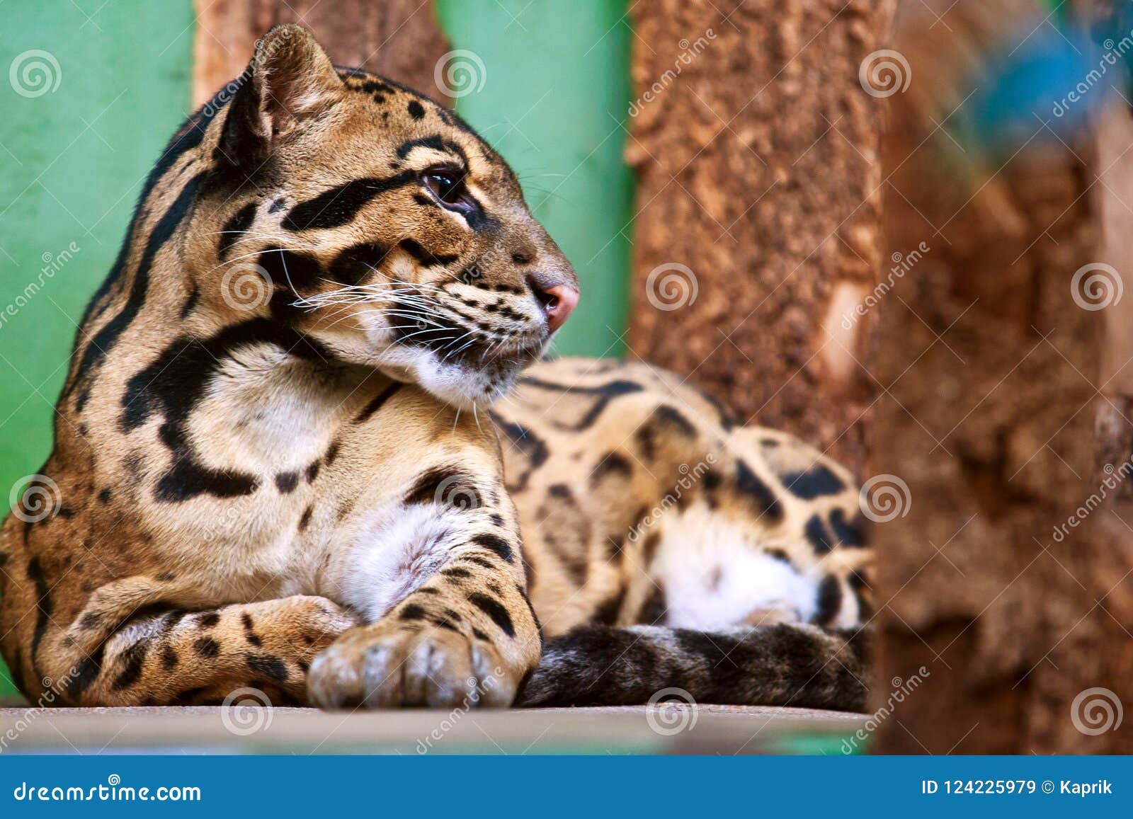 neofelis nebulosa / clouded leopard
