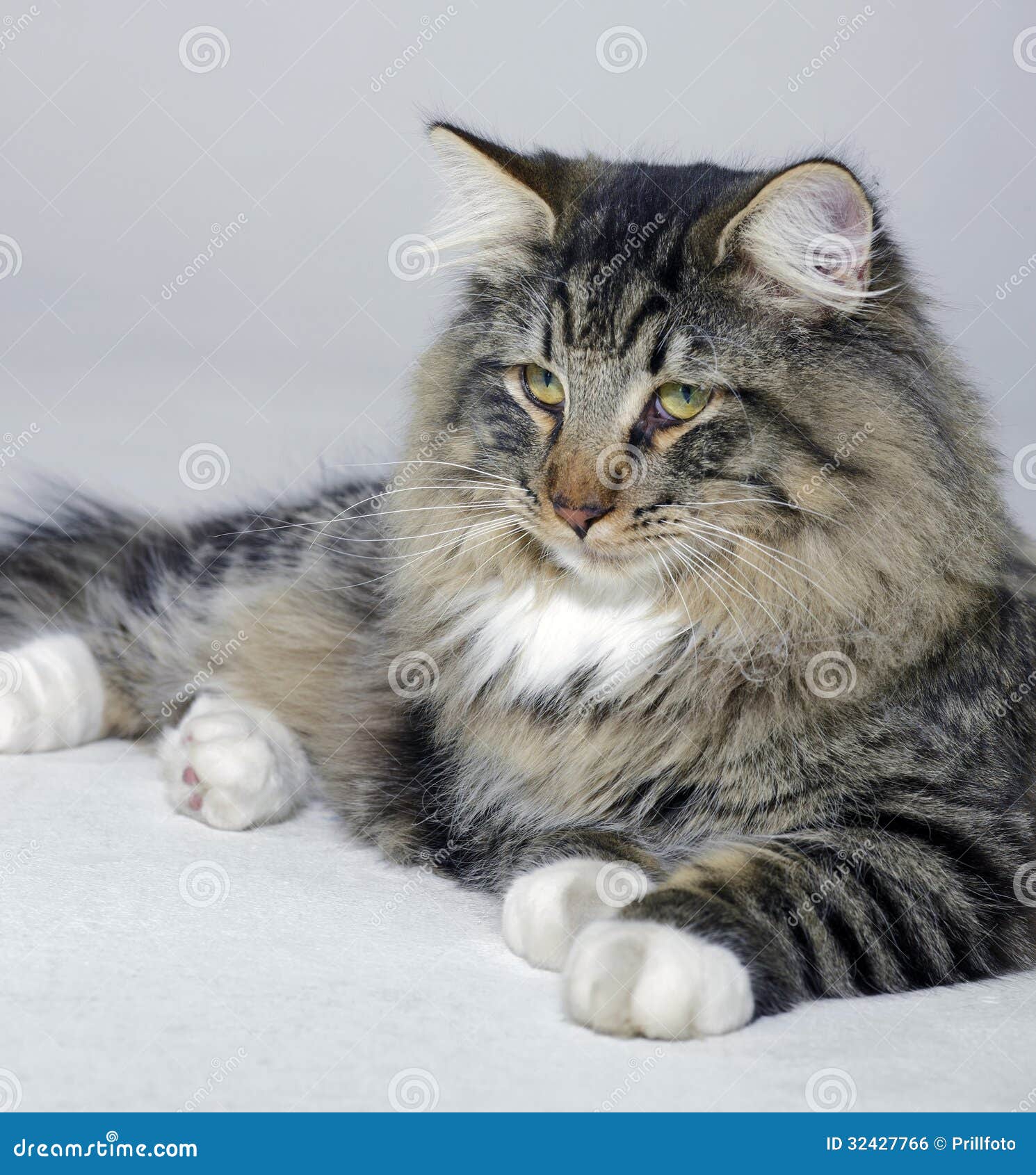 Resting Norwegian Forest Cat Stock Photo - Image of adulation, kitten:  32427766, image size:1490x1690