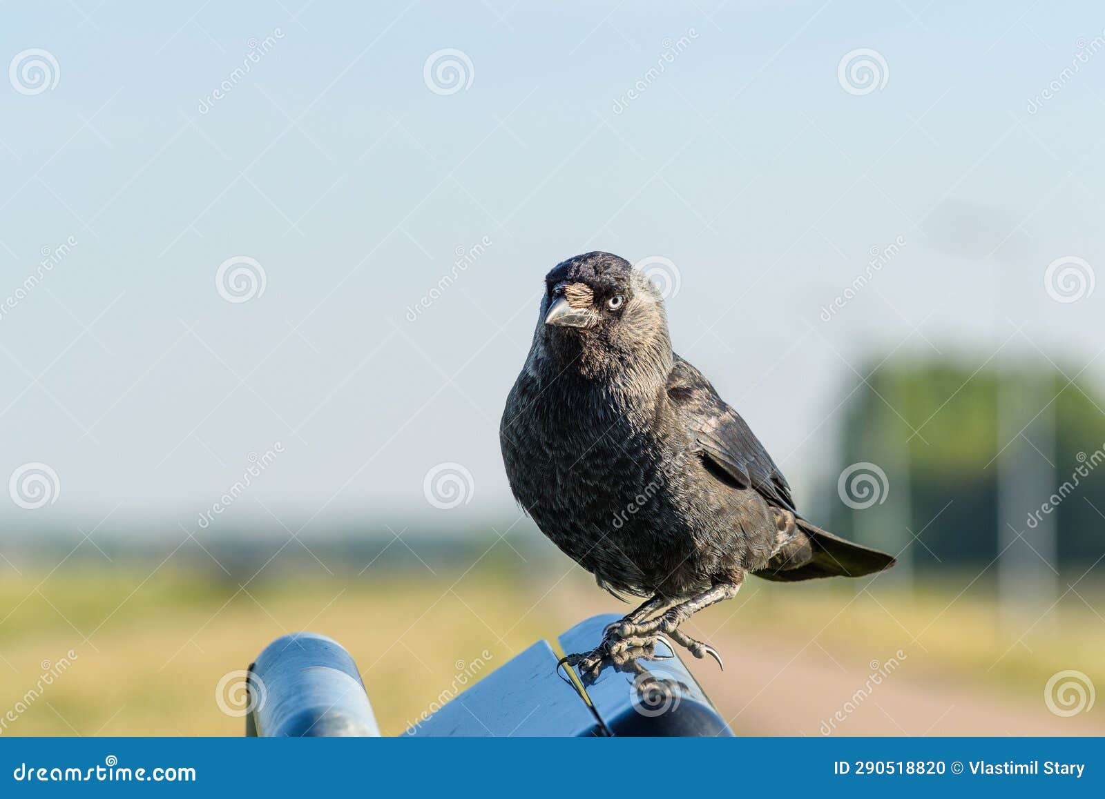 a resting raven on a garbage can at amsterdam's polderbaan runway. netherlands, europe
