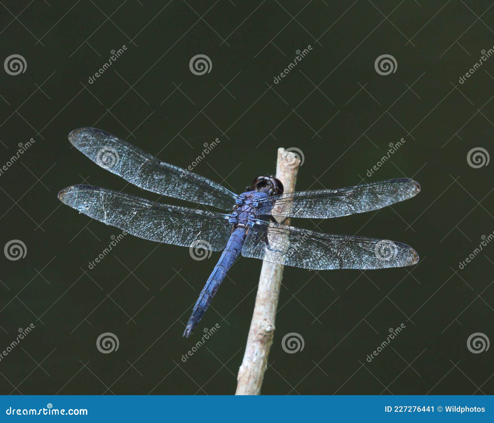 resting slaty skimmer libellula incesta dragonfly