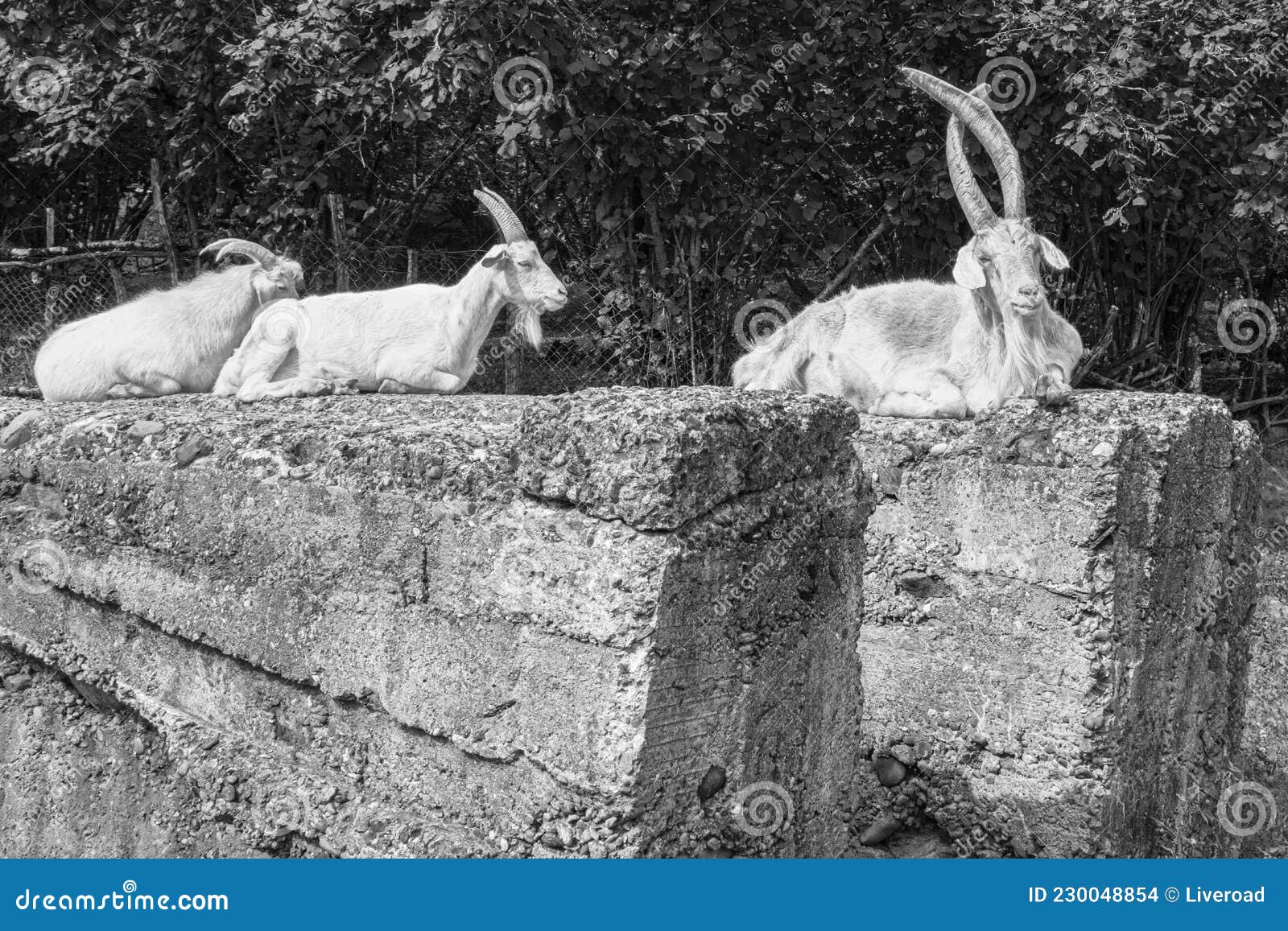 Goats Resting on Concrete Blocks, Samegrelo, Stock Photo