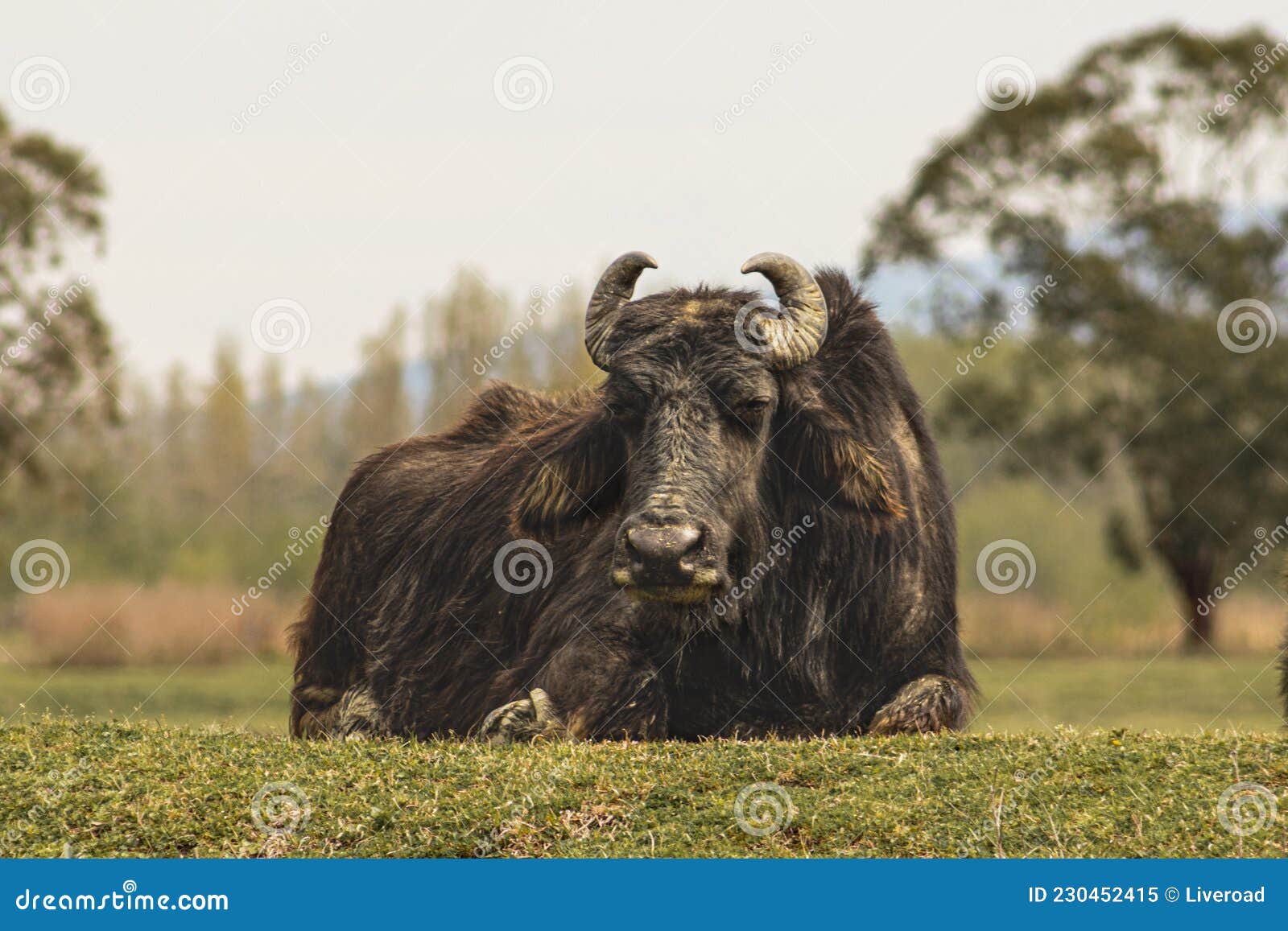 resting water buffalo lying in a meadow, samegrelo, georgia.