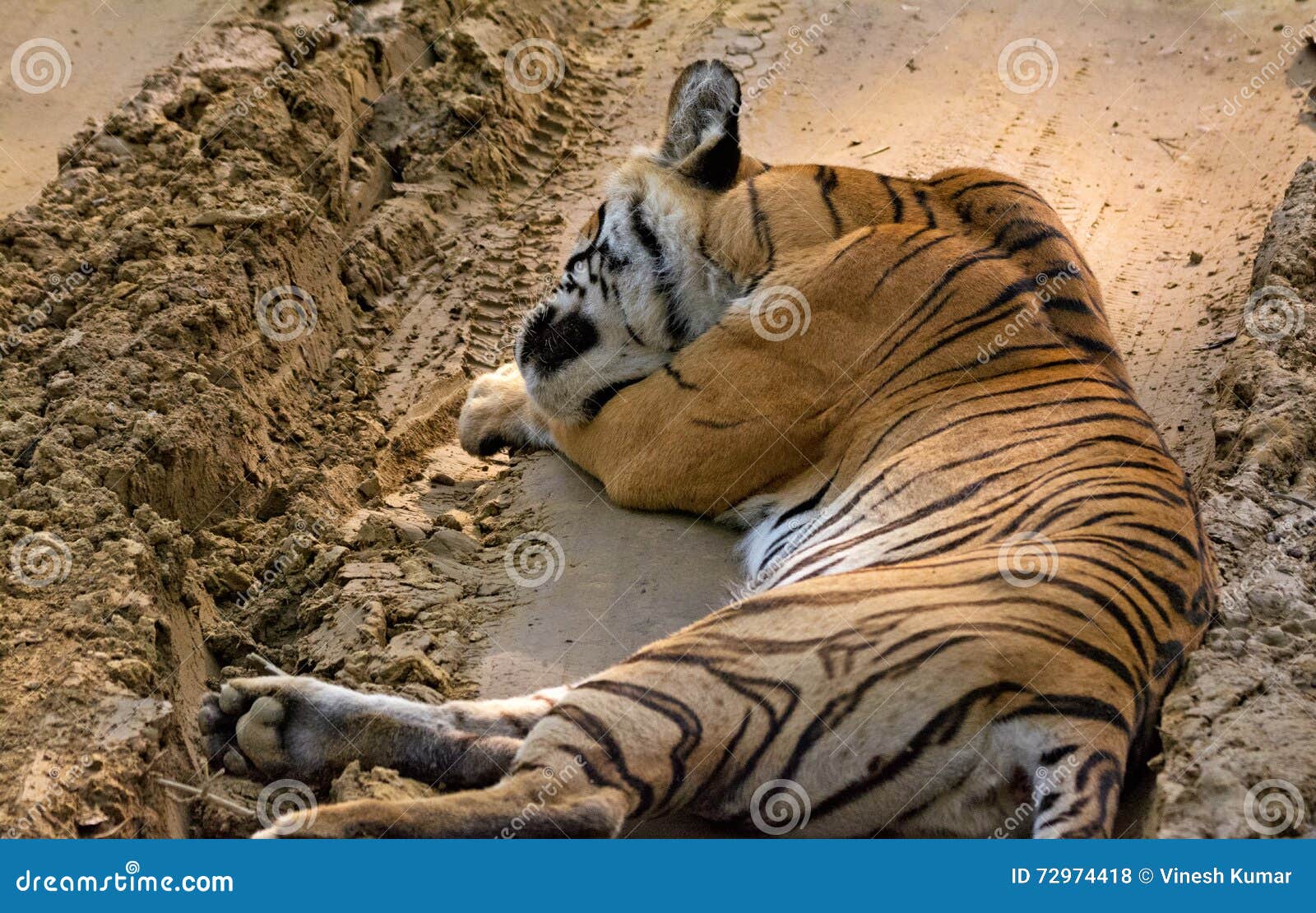 resting wild tigress