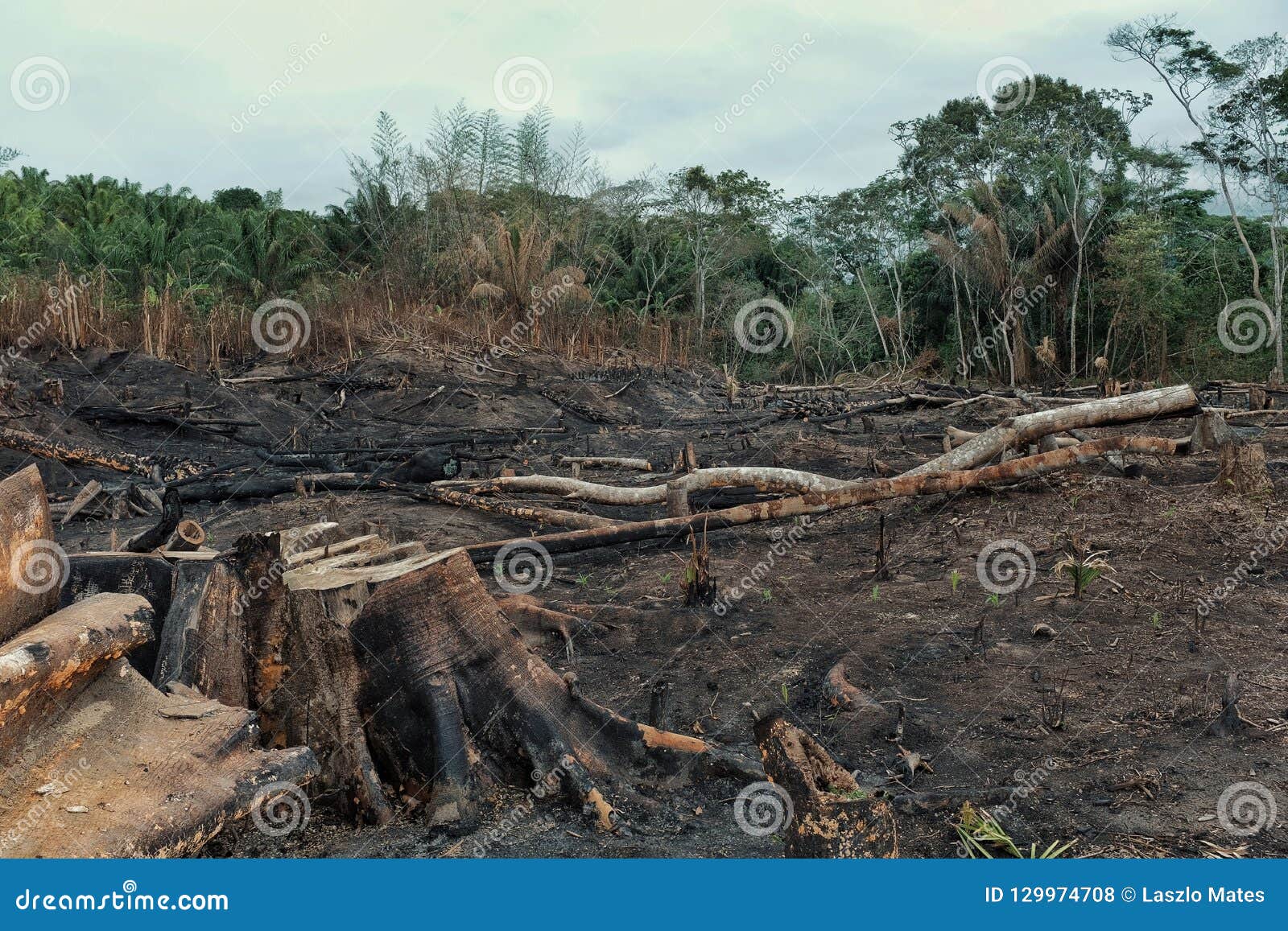 result of the deforestation of the rainforest with burnt down fields and extensive logging