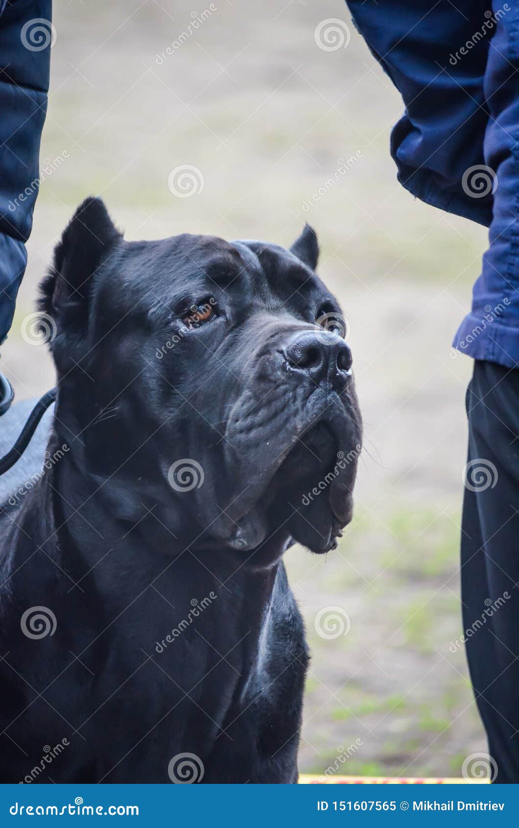 large cane corso breeders