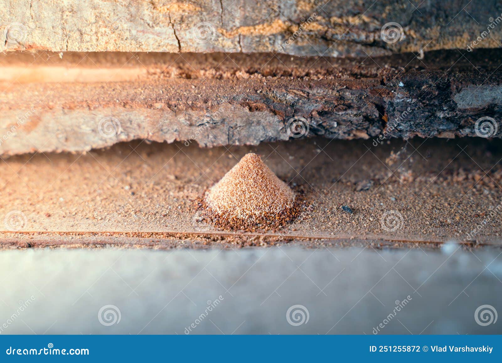 The Result of the Work of Wood Pest Insects Closeup. Wood Chips Under