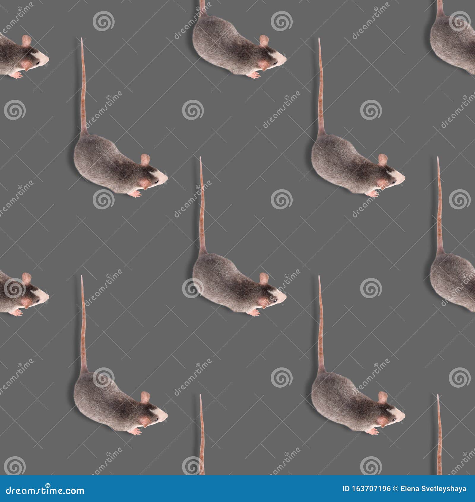 Ret Isolated on Gray Seamless Pattern. Rodent Pet Stock Photo - Image of  funny, nose: 163707196