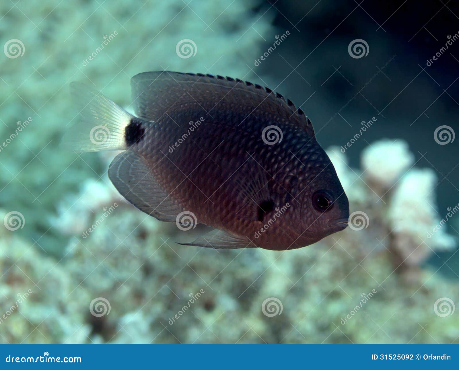 Reticulated damsel stock photo. Image of pomacentrus 31525092