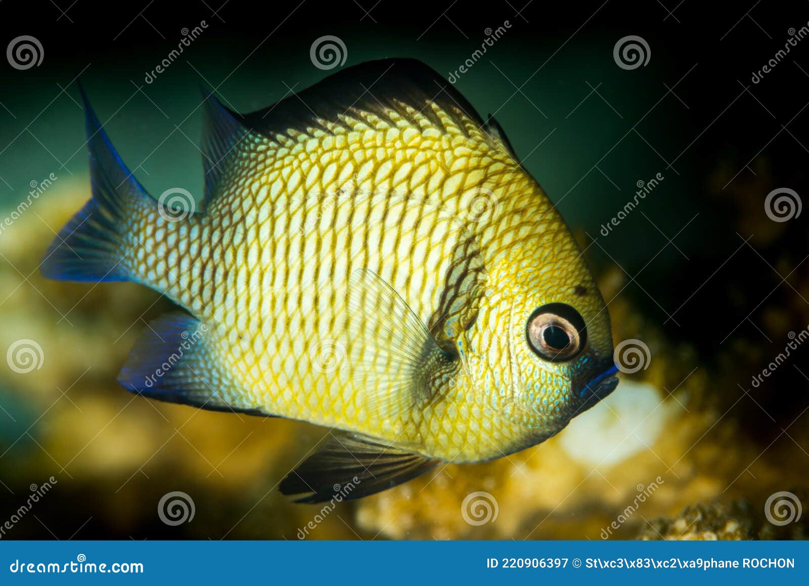 Reticulated Dascyllus Damselfish in Maratua Stock Image Image of fish
