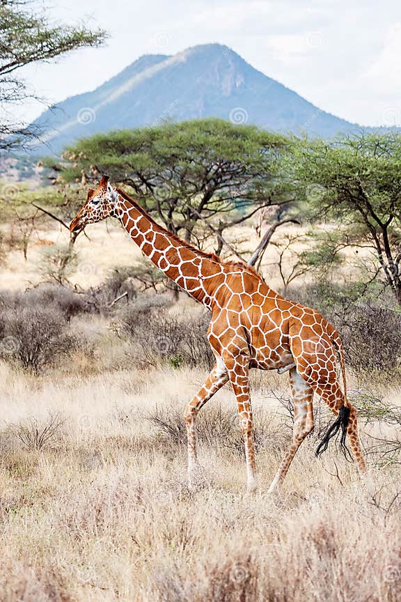Reticulated Giraffe Walking in the Savannah Stock Image - Image of
