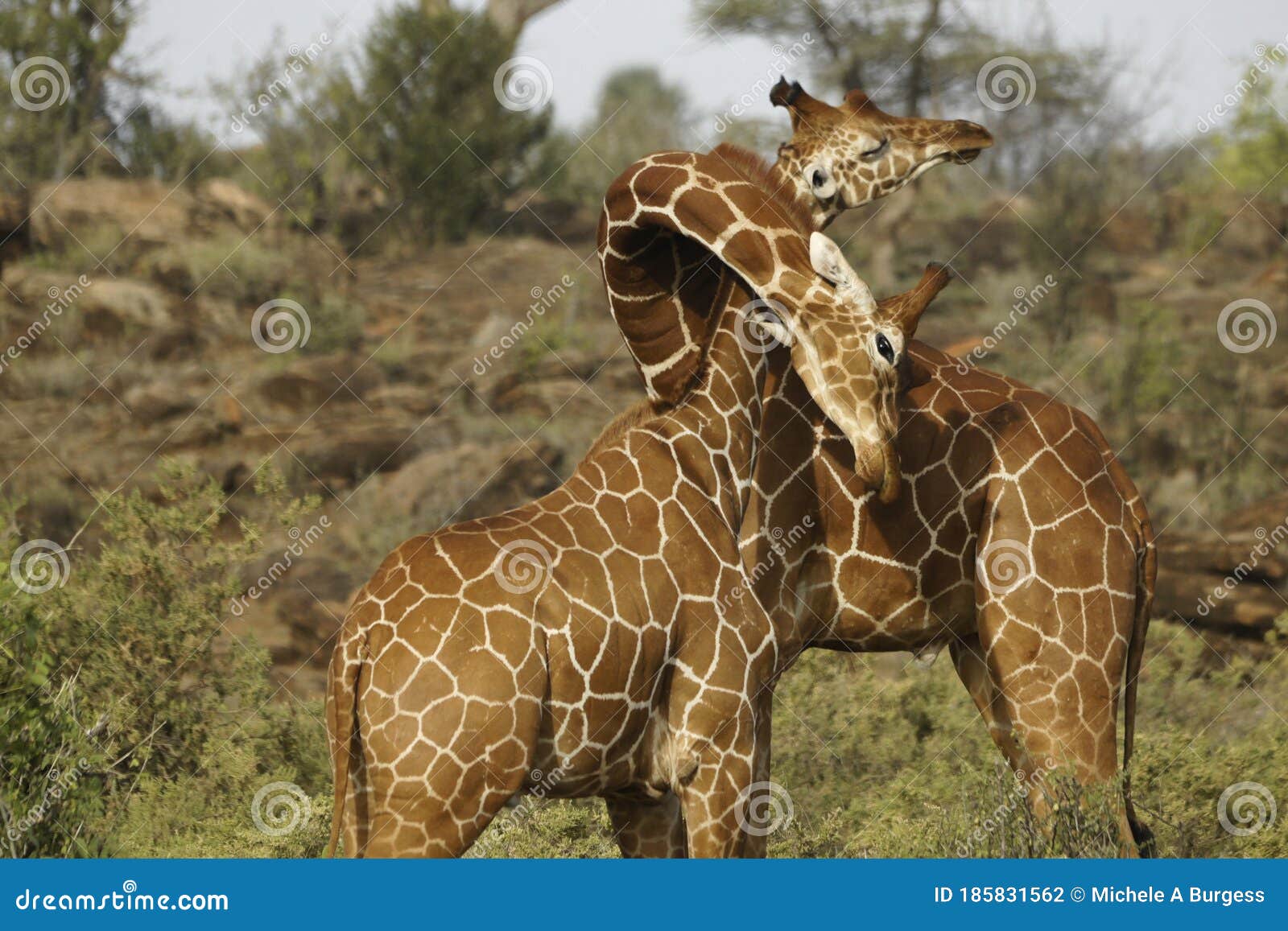 reticulated giraffes necking, samburu, kenya