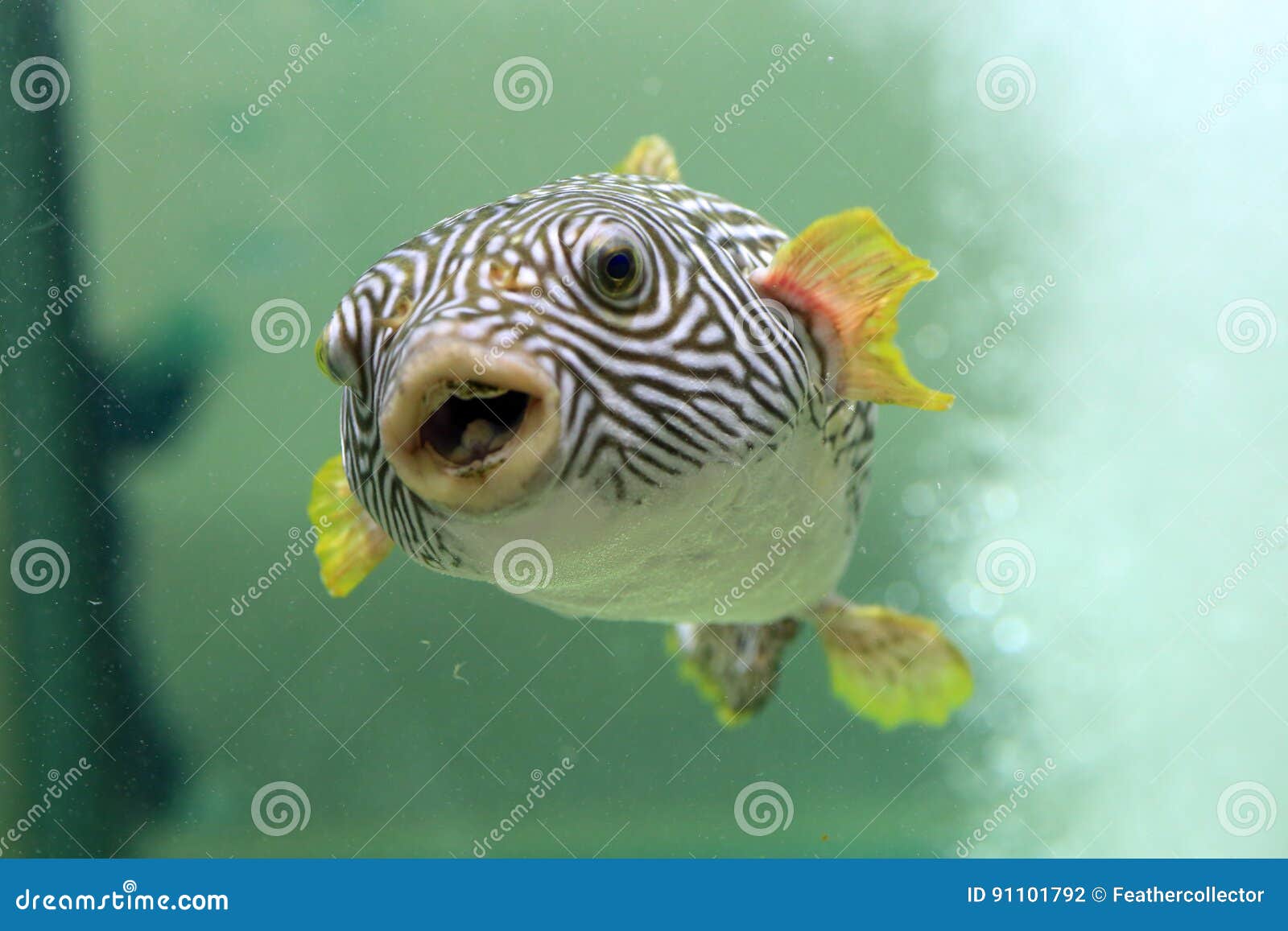 Reticulated pufferfish stock photo. Image of natural 91101792