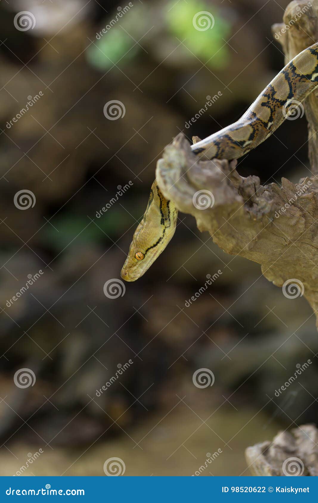 boa vs python mr skin boa vs python mr skin