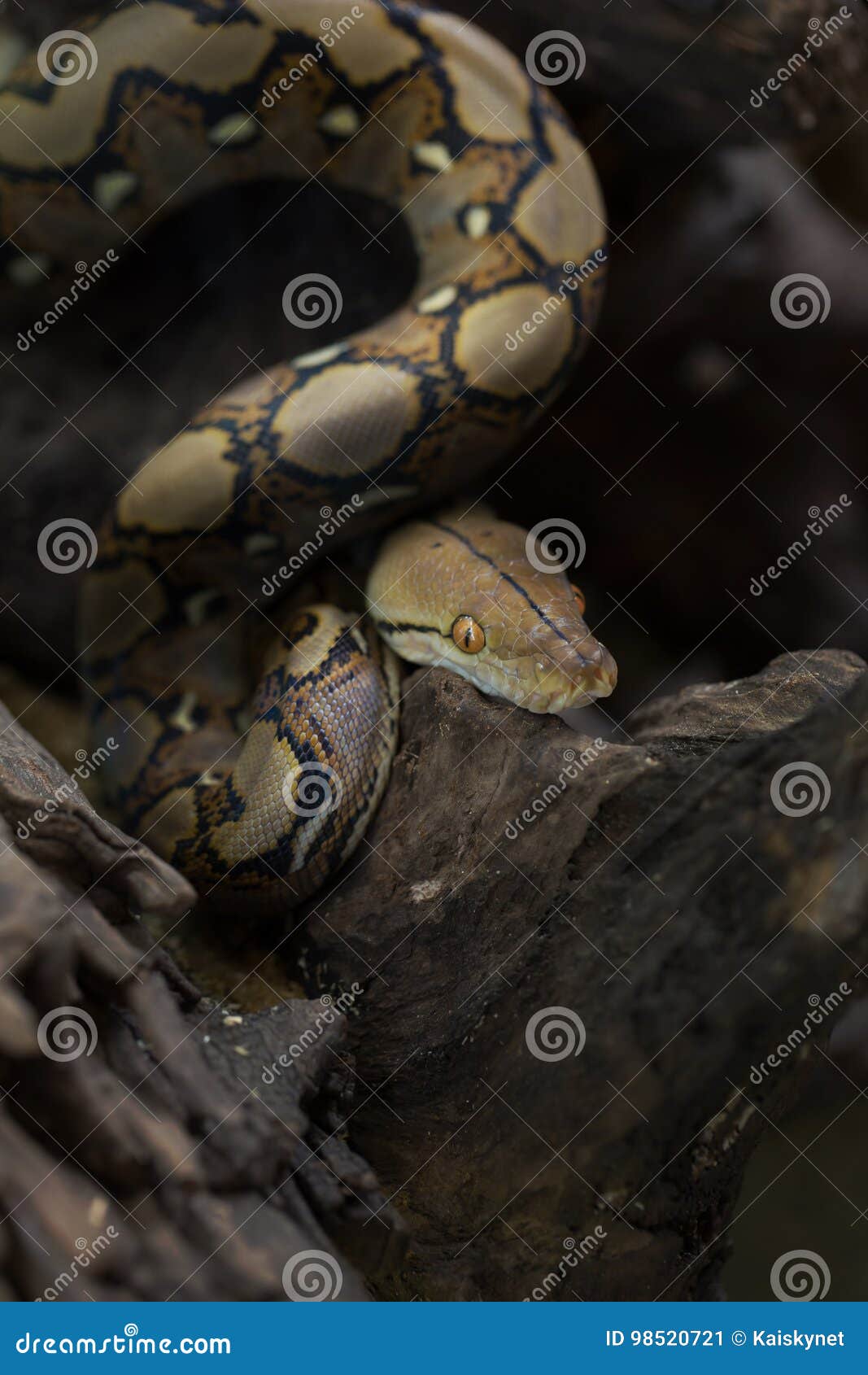 python boa constrictor python boa constrictor
