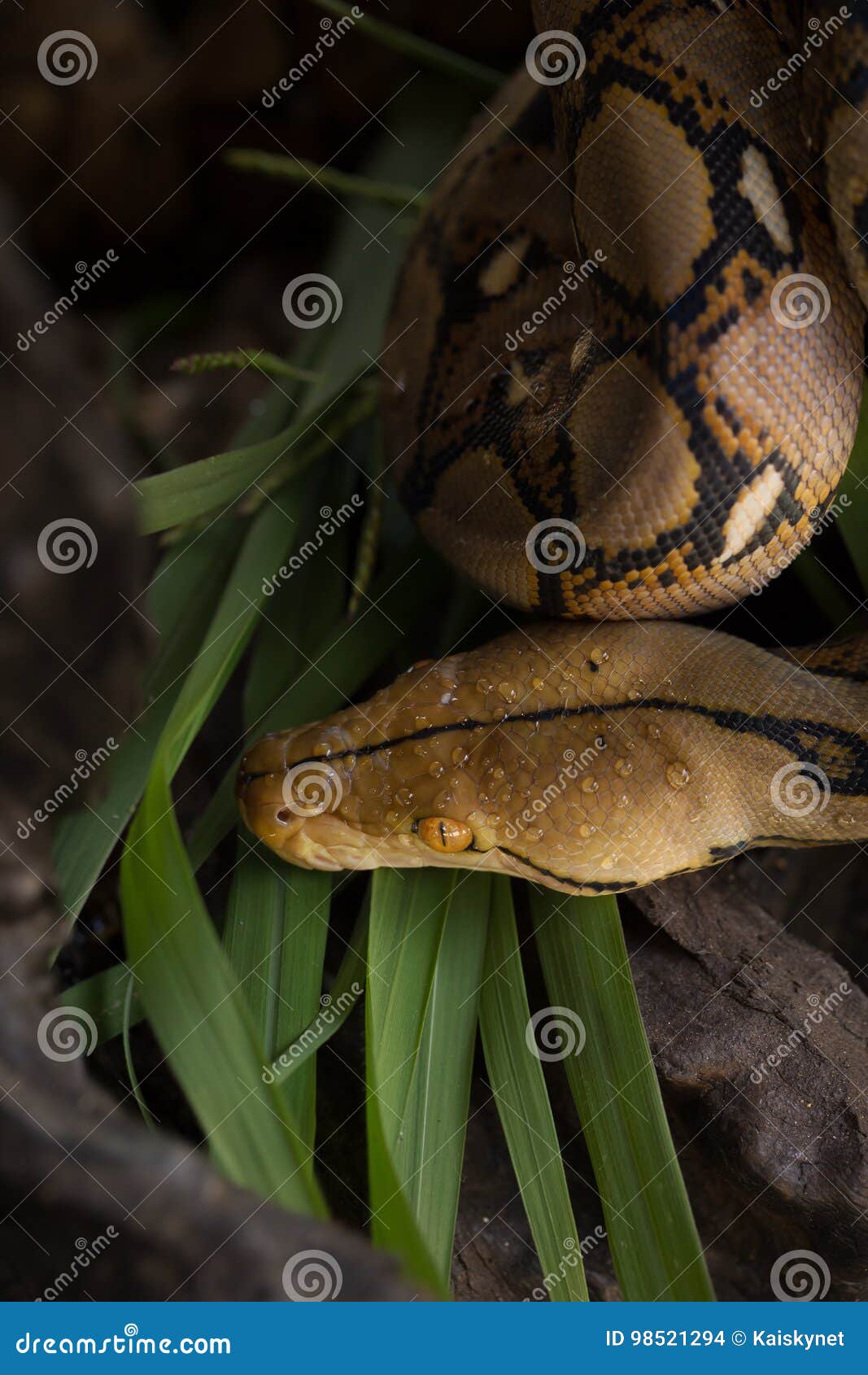 python boa constrictor python boa constrictor