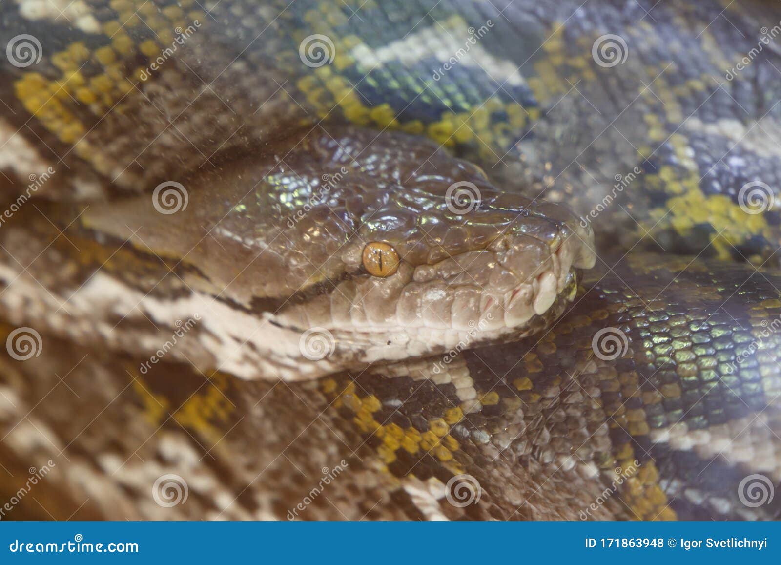 Reticulated Python Snake. the Head of a Huge Python Stock Photo Image