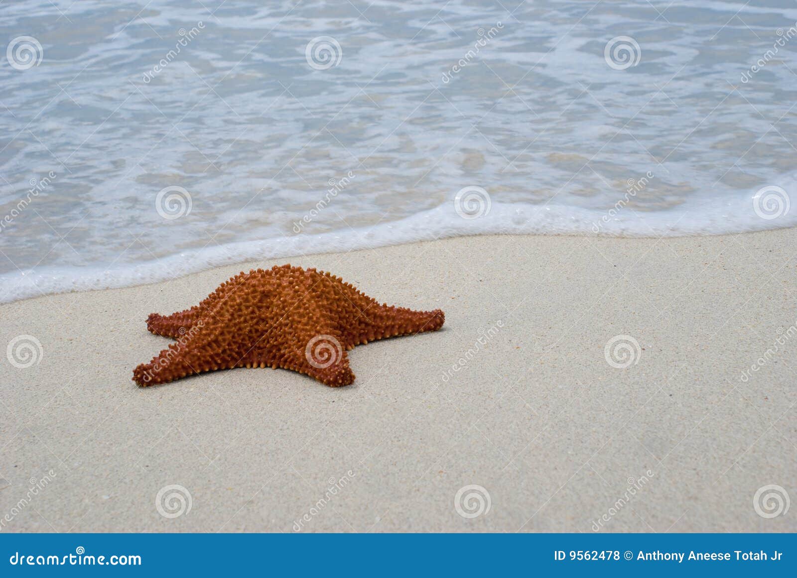 reticulated seastar (starfish) on beach