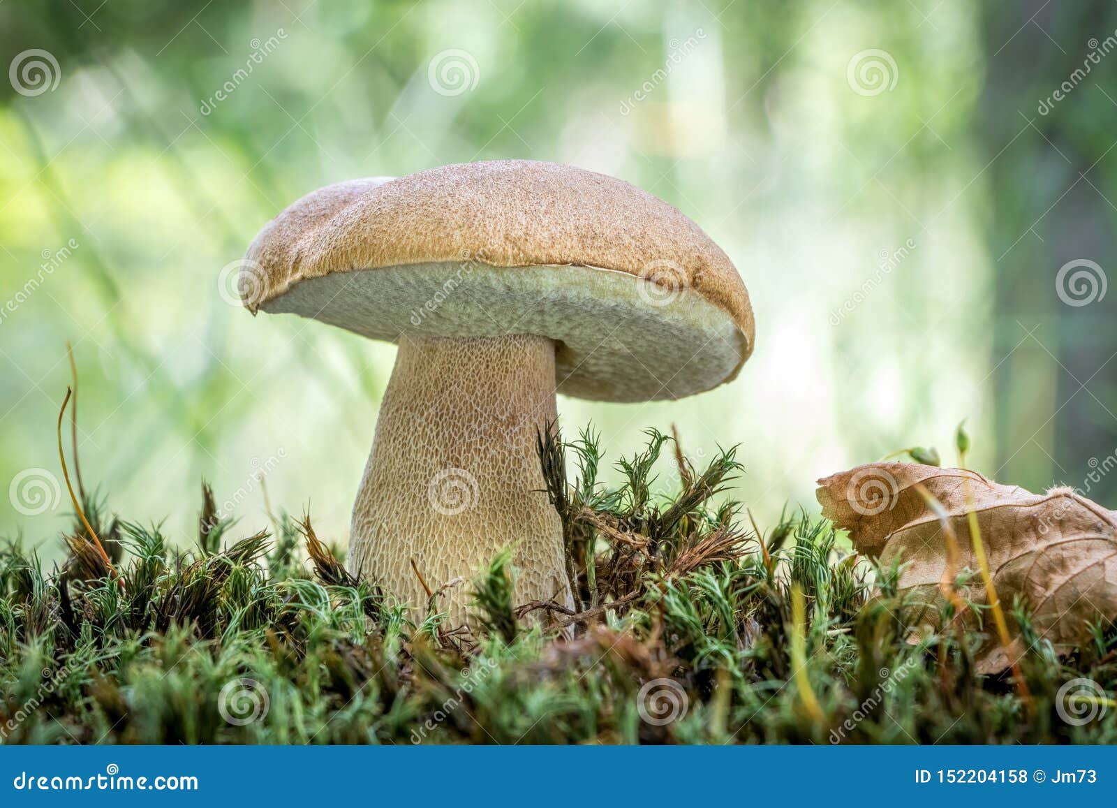 Uma figura de cogumelo feita de um grande número de pequenos cogumelos e  folhas de carvalho sobre um fundo azul. comida vegetariana natural da  floresta.