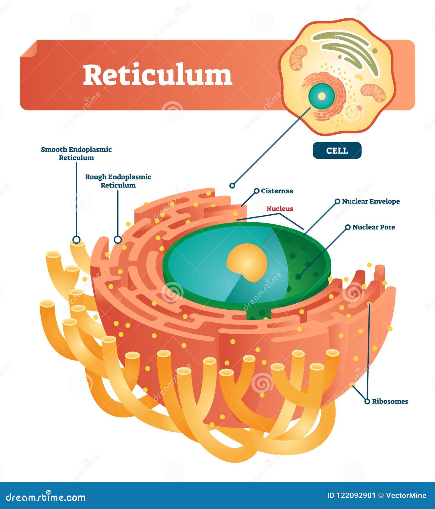 reticulum labeled   scheme. anatomical diagram with endoplasmic reticulum, cisternae, nucleus and ribosomes.