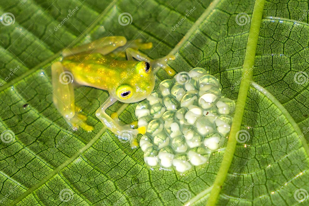 Retikulierter Glasfrosch Mit Eiern Costa Rica Stockfoto Bild von