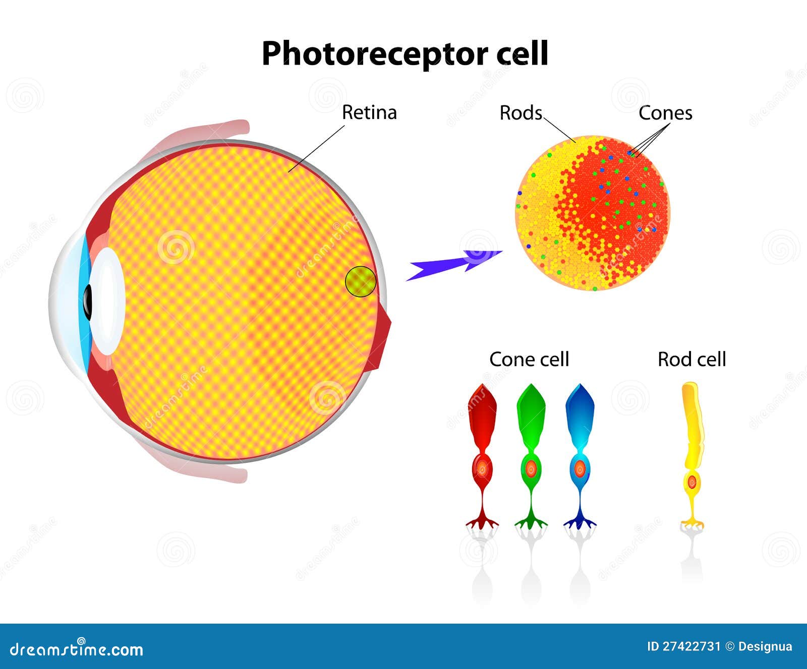 retina. rod cells and cone cells. 