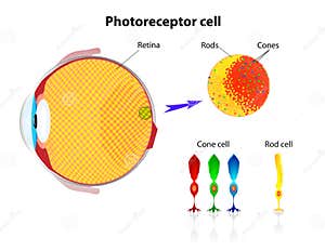 Anatomy Of Photoreceptor Cells Cartoon Vector CartoonDealer 