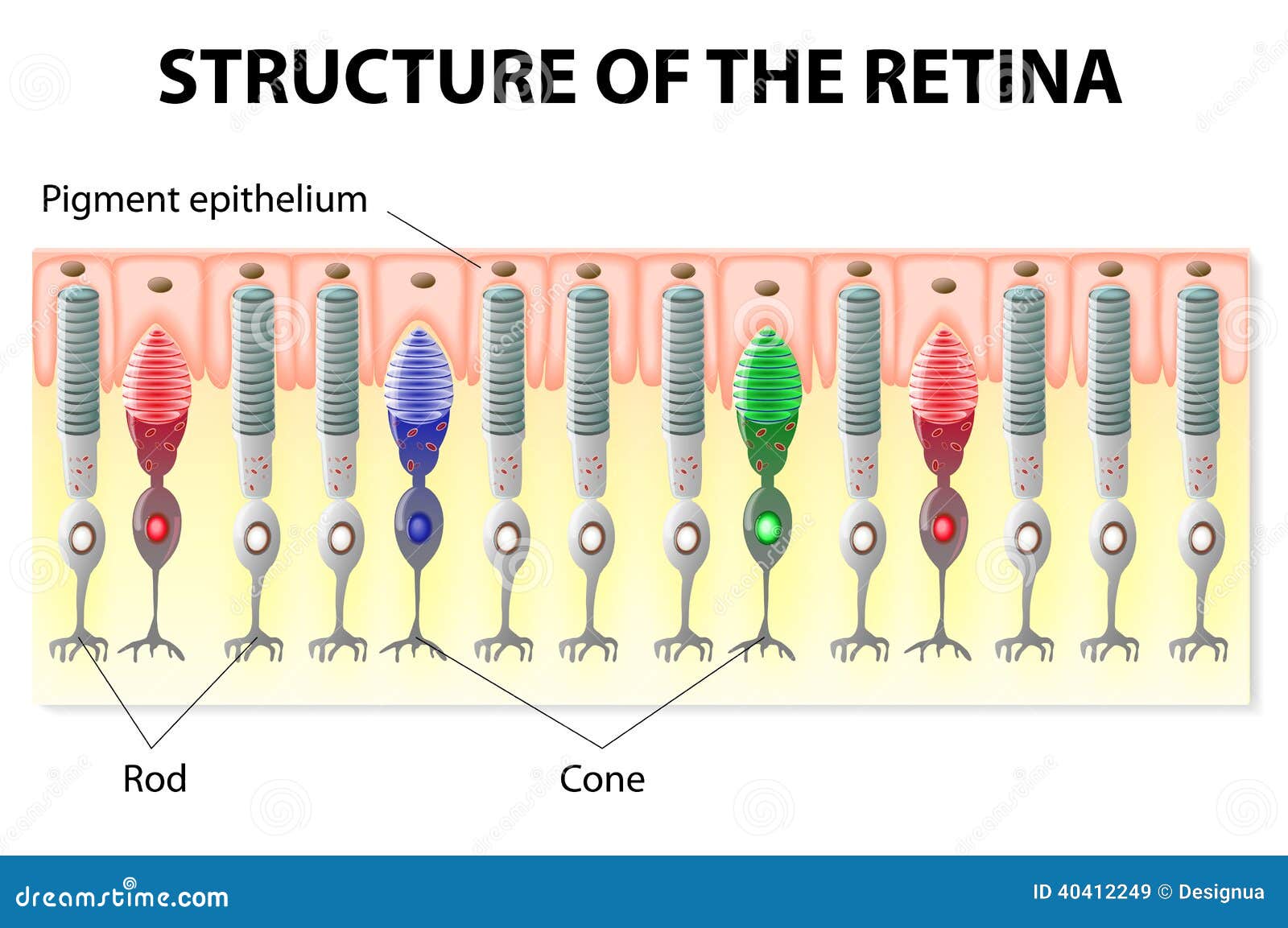 retina structure