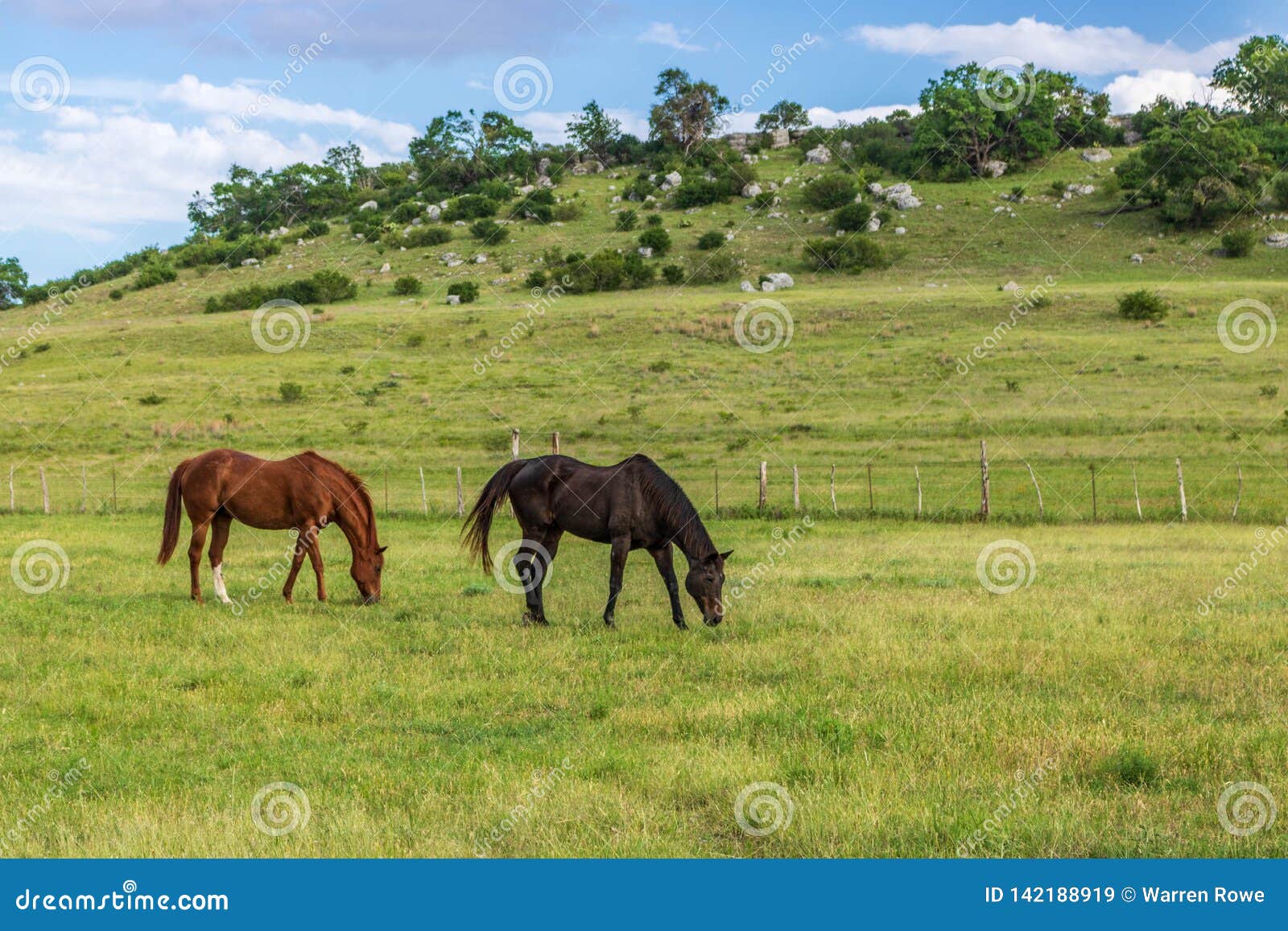 retired racehorses in wide open spaces